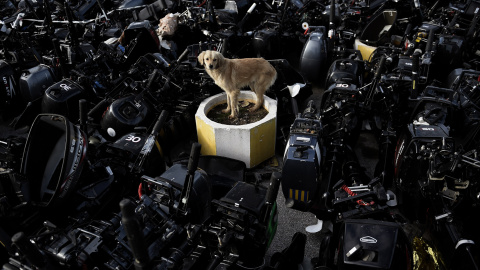 Un perro callejero se encuentra entre los los motores externos que fueron utilizados por los refugiados y los migrantes para llegar a la isla griega de Lesbos. ARIS MESSINIS / AFP