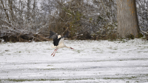 Una cigüeña vuela cerca del puerto de montaña del Pozazal, en Cantabria, comunidad se encuentra en alerta por nevadas. EFE/Pedro Puente Hoyos
