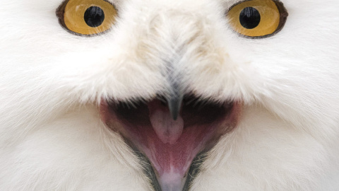 Un búho nival mira a la cámara en el zoo de Neumuenster, Alemania. EFE/Daniel Bockwoldt