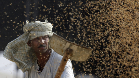 Un obrero indio aventa granos de arroz en un mercado de grano en Amritsar, India. EFE/Raminder Pal Singh
