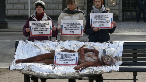 Un activista de PETA participa en una protesta contra los experimentos relacionados con monos frente a la embajada rusa en Berlín. REUTERS/Fabrizio Bensch