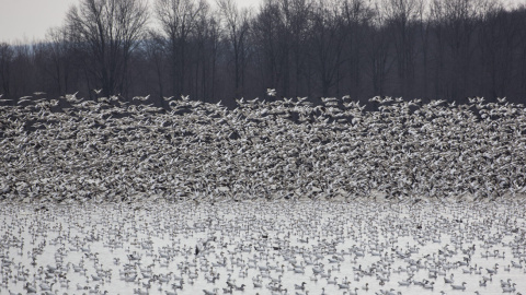 Una bandada de gansos blancos estimada en 50.000 ejemplares emigran a Canadá desde la reserva natural de Middle Creekm, Kleinfeltersville, Pennsylvania, Estados Unidos. EFE/Jim Lo Scalzo