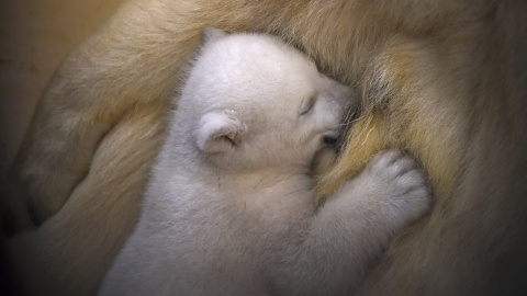 Cachorro de oso polar abraza a su madre Valeska en el Zoo de Bremen, Alemania. REUTERS/Carmen Jaspersen