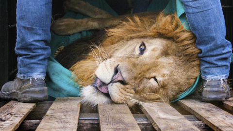 Cuidadores del zoo de Burgers en Arnhem (Holanda) preparan a un león sedado para ser trasladado a otor zoo. El león Zeus, de cinco años, será llevado al zoo de Sosto en Hungría. EFE/Piroschka Van De Wouw
