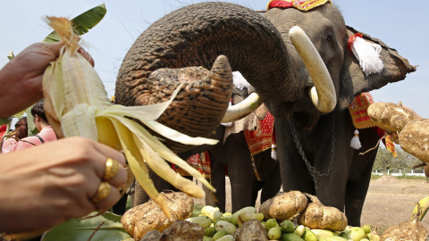 Elefantes comen para celebrar el próximo Día Nacional del Elefante en Ayutthaya, Tailandia. EFE/Rungroj Yongrit