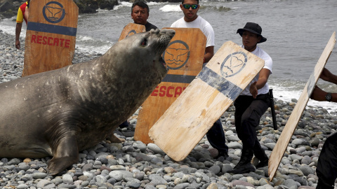 Un elefante marino junto a la policía y voluntarios en una playa en el distrito de Miraflores de Lima. REUTERS/Mariana Bazo