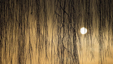 Las ramas de un sauce llorón forman una cortina natural delante del sol al amanecer en Mallnow, Alemania. EFE/Patrick Pleul