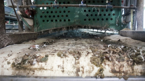 Investigación de Igualdad Animal en la industria del huevo en Brasil. Igualdad Animal/ Animal Equity