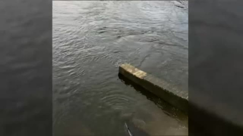 Rescatan a una ballena varada en el río Támesis Rescatan a una ballena varada en el río Támesis