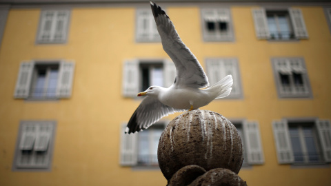 Una gaviota en el casco antiguo de Niza, Francia. REUTERS/Eric Gaillard