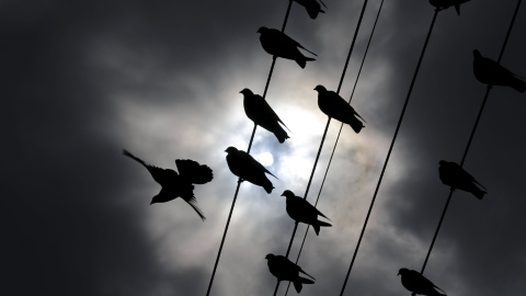 Aves se posan en los cables mientras el sol pasa a través de las nubes que traen las primeras lluvias de otoño a Ciudad del Cabo. REUTERS/Mike Hutchings