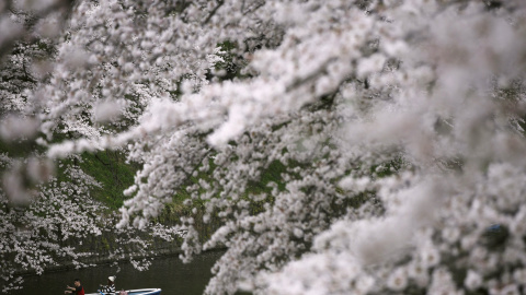 Unos visitantes dan un paseo en barco por el río Chidorigafuchi para contemplar las flores de cerezo. Tokio, Japón. REUTERS/Issei Kato