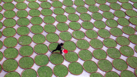 Una mujer camina en un terreno donde se secan las hojas de té en Dening, China. REUTERS/Stringer