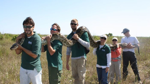 Captura de una pitón por guardias forestales en los Everglades .-FLORIDA FISH AND WILDLIFE CONSERVATION COMMISSION