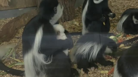Gran expectación ante el nacimiento de un mono en el zoo de Praga Gran expectación ante el nacimiento de un mono en el zoo de Praga