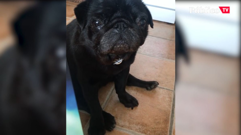 Tu mascota no transmite el coronavirus: no la abandones Tu mascota no transmite el coronavirus: no la abandones