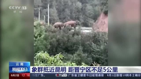 ¿De qué huyen estos elefantes asiáticos? ¿De qué huyen estos elefantes asiáticos?