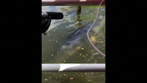 Sacrifican a la ballena del Támesis para evitarle más sufrimiento Sacrifican a la ballena del Támesis para evitarle más sufrimiento