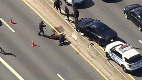 Una vaca causa el caos en una autopista de Nueva York Una vaca causa el caos en una autopista de Nueva York
