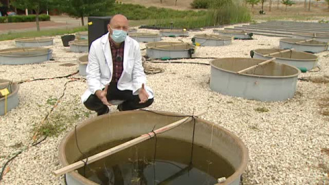 El cambio climático afecta también a los seres acuáticos microscópicos El cambio climático afecta también a los seres acuáticos microscópicos