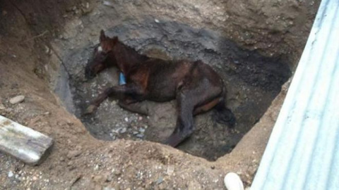 caballo zanja caballo zanja