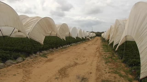 Al campo le faltan manos Al campo le faltan manos