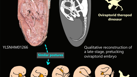 22/12/21. Infografía que muestra la relación entre la formación del embrión y las aves actuales. 22/12/21. Infografía que muestra la relación entre la formación del embrión y las aves actuales.
