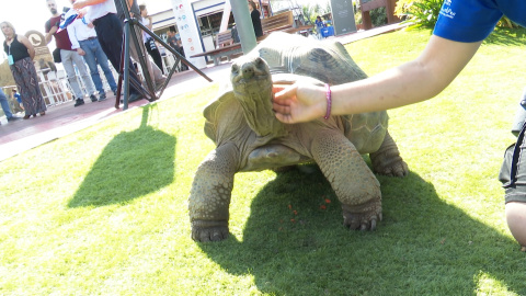 El Oceanogràfic de Valencia presenta el proyecto Islas Oceánicas El Oceanogràfic de Valencia presenta el proyecto Islas Oceánicas