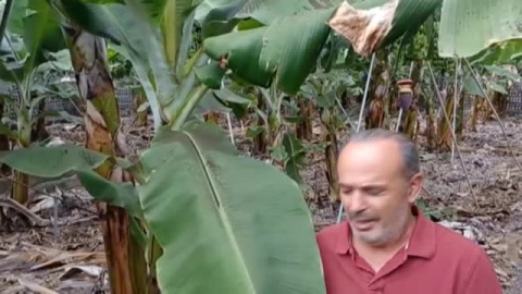 La ceniza del volcán amenaza los cultivos La ceniza del volcán amenaza los cultivos