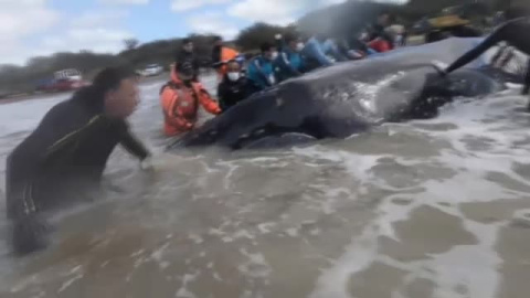 Impresionante rescate de una ballena varada en Argentina Impresionante rescate de una ballena varada en Argentina