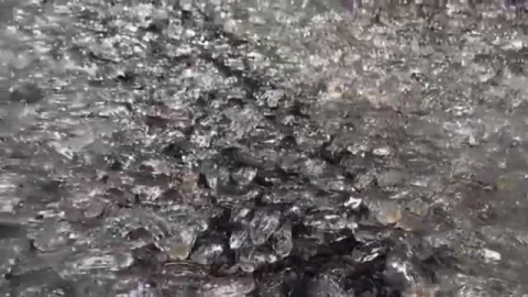 Revuelo en las playas de Málaga y Granada por la llegada en masa de salpas Revuelo en las playas de Málaga y Granada por la llegada en masa de salpas