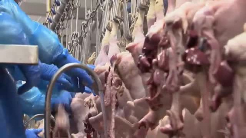 Nuevo eslabón en la cadena de desabastecimiento británica: las granjas de pollos Nuevo eslabón en la cadena de desabastecimiento británica: las granjas de pollos