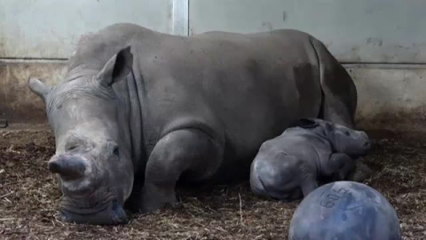 Nace en un zoo de Holanda una nueva cría de rinoceronte Nace en un zoo de Holanda una nueva cría de rinoceronte