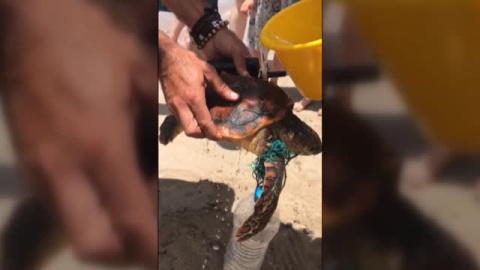 El plástico que mata a las tortugas El plástico que mata a las tortugas