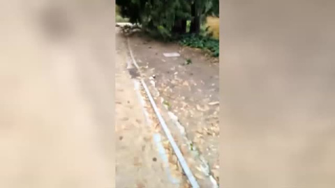 A tiro limpio en un parque madrileño para eliminar a las cotorras A tiro limpio en un parque madrileño para eliminar a las cotorras