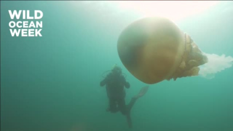 Aparece una medusa gigante en el sureste de Inglaterra Aparece una medusa gigante en el sureste de Inglaterra