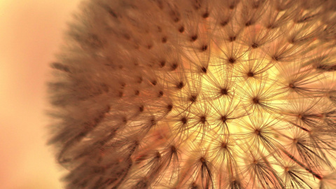 dandelion-302129_1280