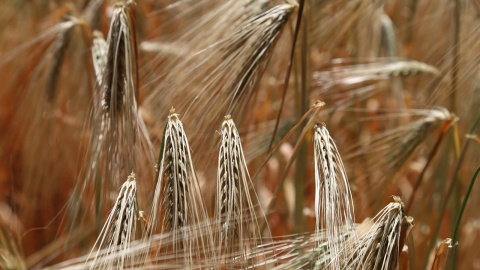 wheat-809444_1280