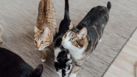 ¿Por qué tengo alergia a mi mascota? ¿Por qué tengo alergia a mi mascota?