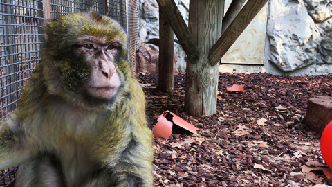 Imagen cedida a PÚblico por ANIMA NATURALIS Imagen cedida a PÚblico por ANIMA NATURALIS