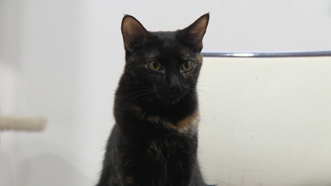 'La Gatoteca', un rincón en Lavapiés para un día entre gatos
'La Gatoteca', un rincón en Lavapiés para un día entre gatos