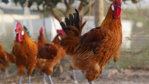 El pollo es un producto que cuenta con el sello Q. Generalitat de Catalunya