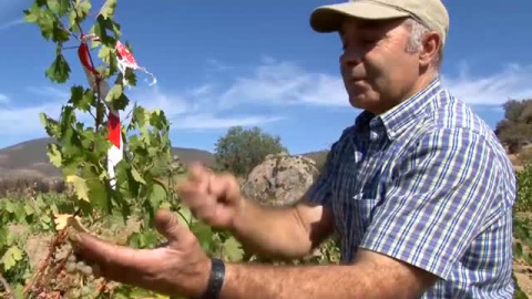 Comienza la temporada de vendimia Comienza la temporada de vendimia