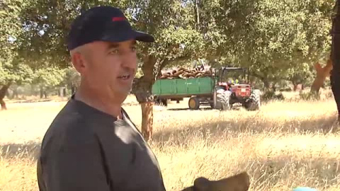 Con el verano llega también el descorche Con el verano llega también el descorche