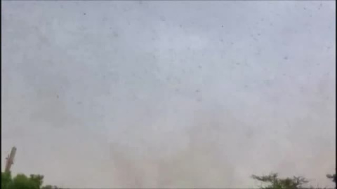 La India se enfrenta a la peor plaga de langostas en décadas La India se enfrenta a la peor plaga de langostas en décadas