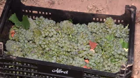 Vendimia nocturna para un vino de máxima calidad Vendimia nocturna para un vino de máxima calidad