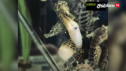 Operación salvar al caballito de mar Operación salvar al caballito de mar