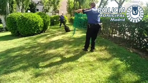 Rescatan un buitre en unos jardines de Canillas Rescatan un buitre en unos jardines de Canillas