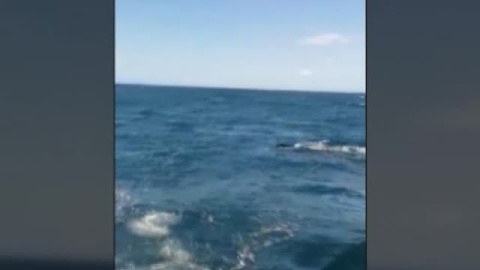Aumentan los avistamientos de ballenas Aumentan los avistamientos de ballenas