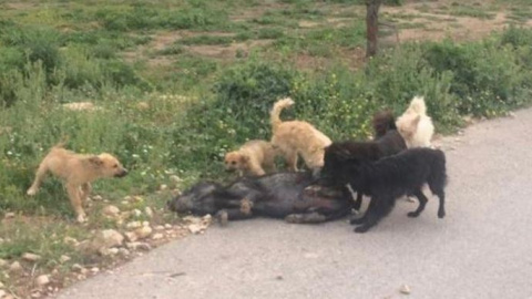 Maltrato animal en Torremanzanas, Alicante: los animales se devoran entre ellos Maltrato animal en Torremanzanas, Alicante: los animales se devoran entre ellos